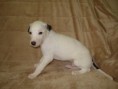 /album/alfred/lisy1-074-jpg/